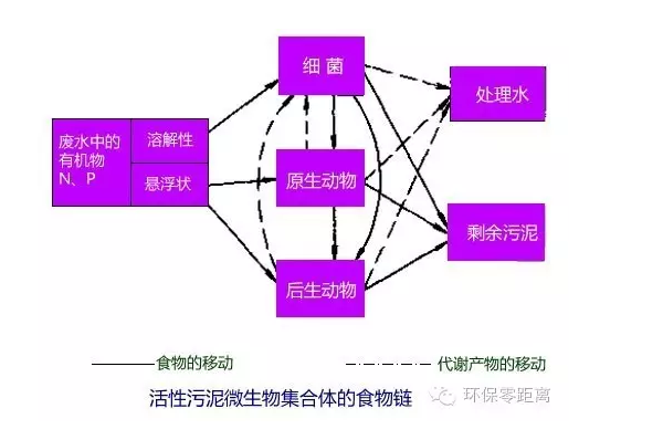活性污泥微生物集合體的食物鏈